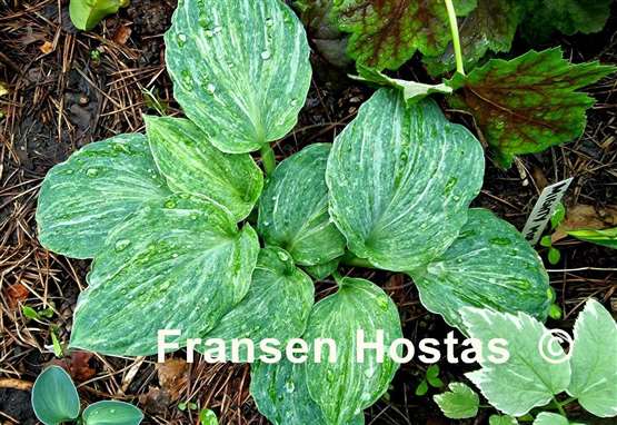 Hosta Milkmaid